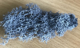 preserved-moss-12