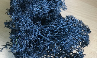 preserved-moss-1