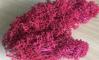 preserved-moss-9