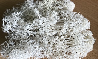 preserved-moss-8