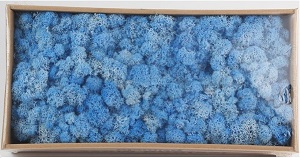 preserved-moss (3)