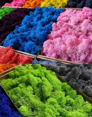 preserved-moss-package-01