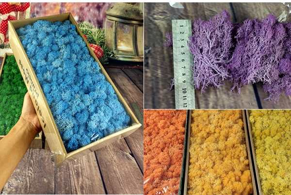 preserved-moss-package-01